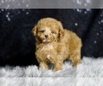 Small Photo #40 Poodle (Miniature) Puppy For Sale in WARSAW, IN, USA