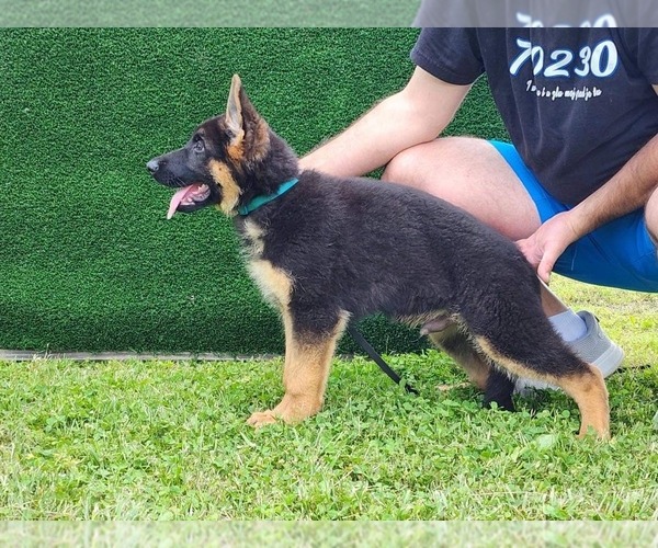 Medium Photo #1 German Shepherd Dog Puppy For Sale in LOUISVILLE, KY, USA