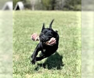 Grim - Male American Pit Bull Terrier-Unknown Mix Dog for Adoption - Photo #4