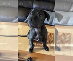 Small Photo #7 American Staffordshire Terrier Puppy For Sale in Kansas City, MO, USA