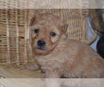 Small Photo #9 Cavapoo (Miniature)-Poodle (Toy) Mix Puppy For Sale in GREENWOOD, WI, USA