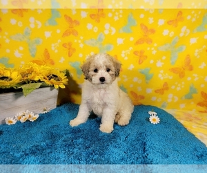 Goldendoodle-Poodle (Toy) Mix Litter for sale in COLORADO SPRINGS, CO, USA