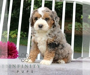 Bernedoodle (Miniature) Puppy for sale in LANCASTER, PA, USA