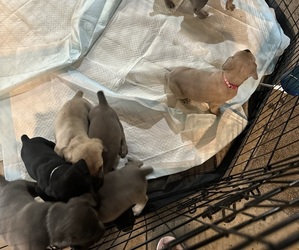 Cane Corso Litter for sale in LOUISVILLE, KY, USA