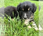 Puppy Maui Australian Shepherd