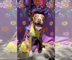 Mutt Dogs for adoption in Miami, FL, USA