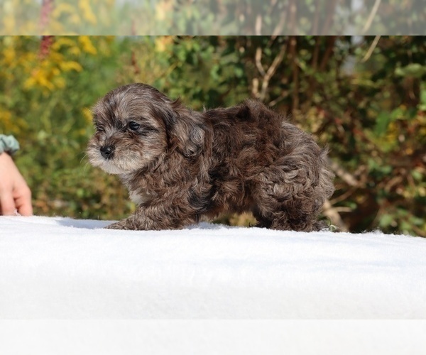 Medium Photo #59 ShihPoo Puppy For Sale in DYERSBURG, TN, USA