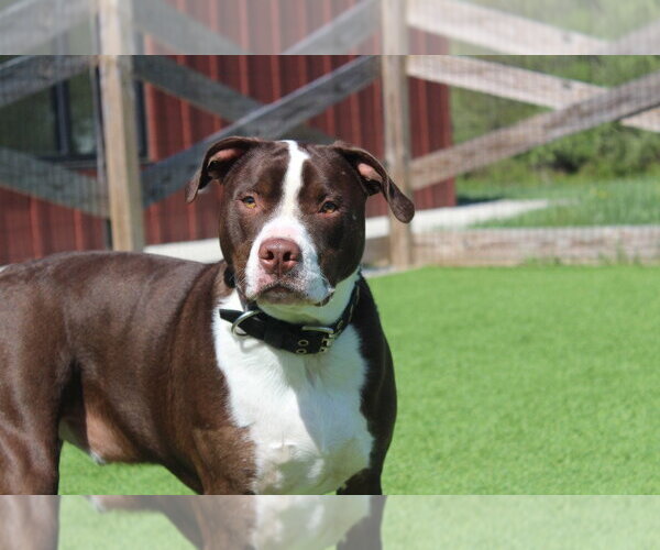 Medium Photo #3 Mutt Puppy For Sale in Chestertown, MD, USA