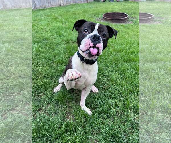 Medium Photo #3 Boxer Puppy For Sale in Burnsville, MN, USA