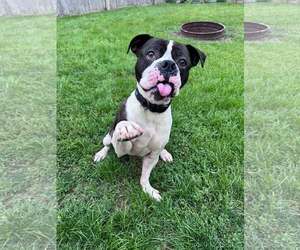 Drago - FOSTER OR ADOPT ME!! - Male Boxer Dog for Adoption - Photo #3