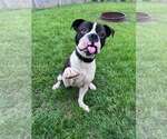 Small #2 Boxer