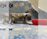Small Photo #5 French Bulldog Puppy For Sale in COLUMBUS, GA, USA