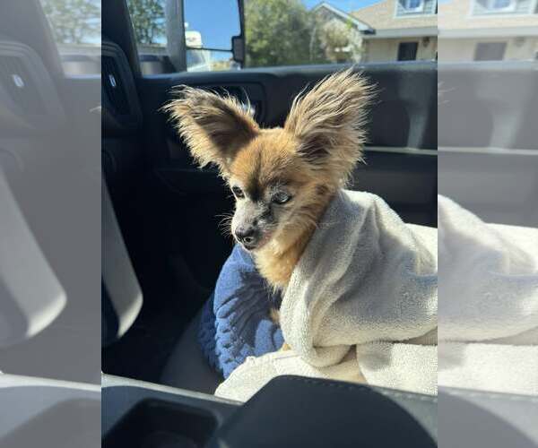 Medium Photo #1 Chihuahua-Unknown Mix Puppy For Sale in Rowlett, TX, USA