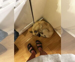 Ella - located in CA - Female Mutt Dog for Adoption - Photo #4