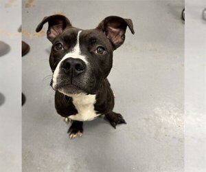 Mutt Dogs for adoption in Peoria, IL, USA