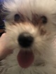Small Photo #11 Chinese Crested Puppy For Sale in MANHATTAN, NY, USA