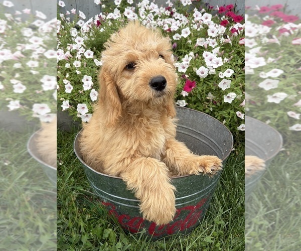 Medium Photo #3 Goldendoodle mix (+ Poodle Miniature) Puppy For Sale in MIDDLEBURY, IN, USA