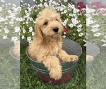 Presley - Male Goldendoodle mix (+ Poodle Miniature) Puppy for Sale - Photo #3
