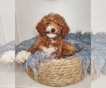 Small Photo #1 Goldendoodle-Poodle (Miniature) Mix Puppy For Sale in ELKHART, IN, USA