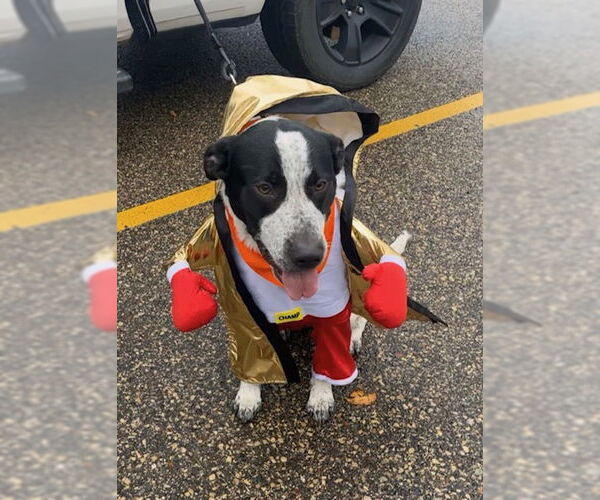 Medium Photo #2 Borador Puppy For Sale in Princeton, MN, USA