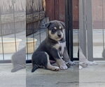 Small #2 Labrador Retriever Mix