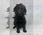 Small #1 Poodle (Standard) Mix