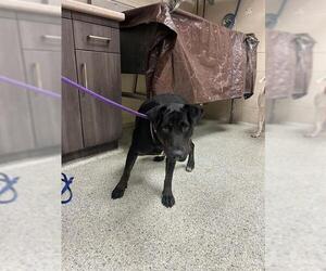 American Pit Bull Terrier-Unknown Mix Dogs for adoption in Conroe, TX, USA