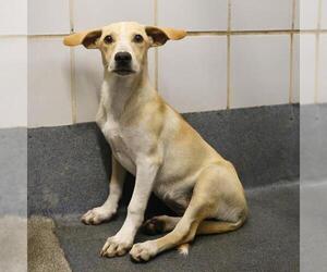 Chihuahua-Unknown Mix Dogs for adoption in San Antonio, TX, USA