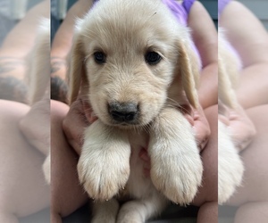 Goldendoodle Puppy for Sale in WAKE FOREST, North Carolina USA