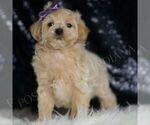 Small Photo #77 Maltipoo (Miniature) Puppy For Sale in WARSAW, IN, USA