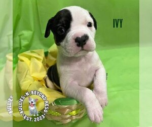 American Staffordshire Terrier-Unknown Mix Dogs for adoption in Omaha, NE, USA