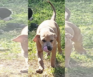 America Bandogge Mastiff Puppy for sale in WOODVILLE, TX, USA