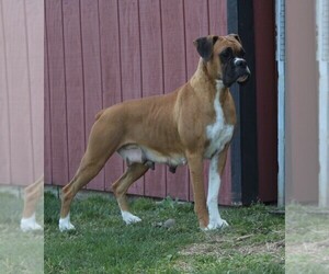 Mother of the Boxer puppies born on 08/25/2025