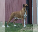 Small Photo #1 Boxer Puppy For Sale in SHIPSHEWANA, IN, USA