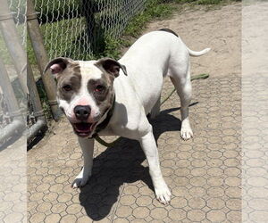 American Pit Bull Terrier-Unknown Mix Dogs for adoption in Virginia Beach, VA, USA