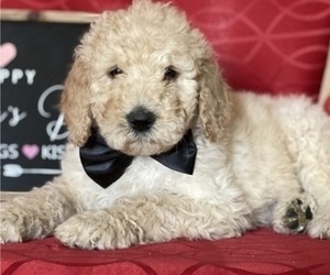 Goldendoodle Puppy for sale in LANCASTER, PA, USA