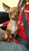 Small Photo #1 Chihuahua Puppy For Sale in WISC RAPIDS, WI, USA