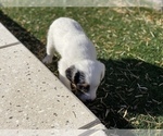 Small Photo #3 Jack Russell Terrier Puppy For Sale in LAS VEGAS, NV, USA