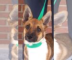 Small #2 Australian Terrier Mix