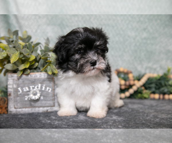 Medium Photo #2 Havanese Puppy For Sale in CLARE, MI, USA