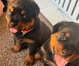 Rottweiler Litter for sale in LOVELAND, CO, USA
