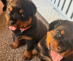 Image preview for Ad Listing. Nickname: Litter of 3