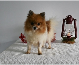 Pomeranian Puppy for sale in BECKS MILLS, OH, USA