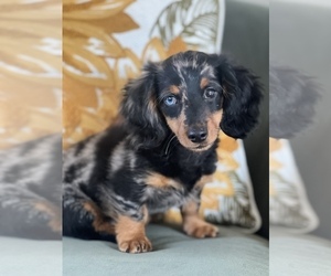 Dachshund Puppy for sale in NILES, MI, USA