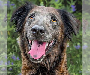 Chocolate Labrador retriever-Golden Retriever Mix Dogs for adoption in Albuquerque, NM, USA