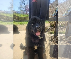 Newfoundland Dogs for adoption in MARYLAND HEIGHTS, MO, USA