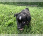 Small Photo #18 Miniature Australian Shepherd Puppy For Sale in BETHANY, IL, USA
