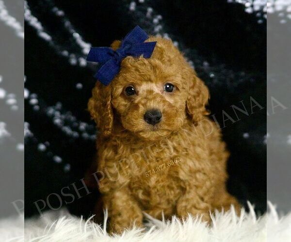 Medium Photo #2 Goldendoodle (Miniature) Puppy For Sale in WARSAW, IN, USA