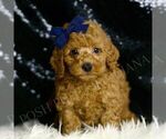 Small #1 Goldendoodle (Miniature)