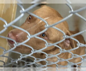 Mutt Dogs for adoption in Tulsa, OK, USA